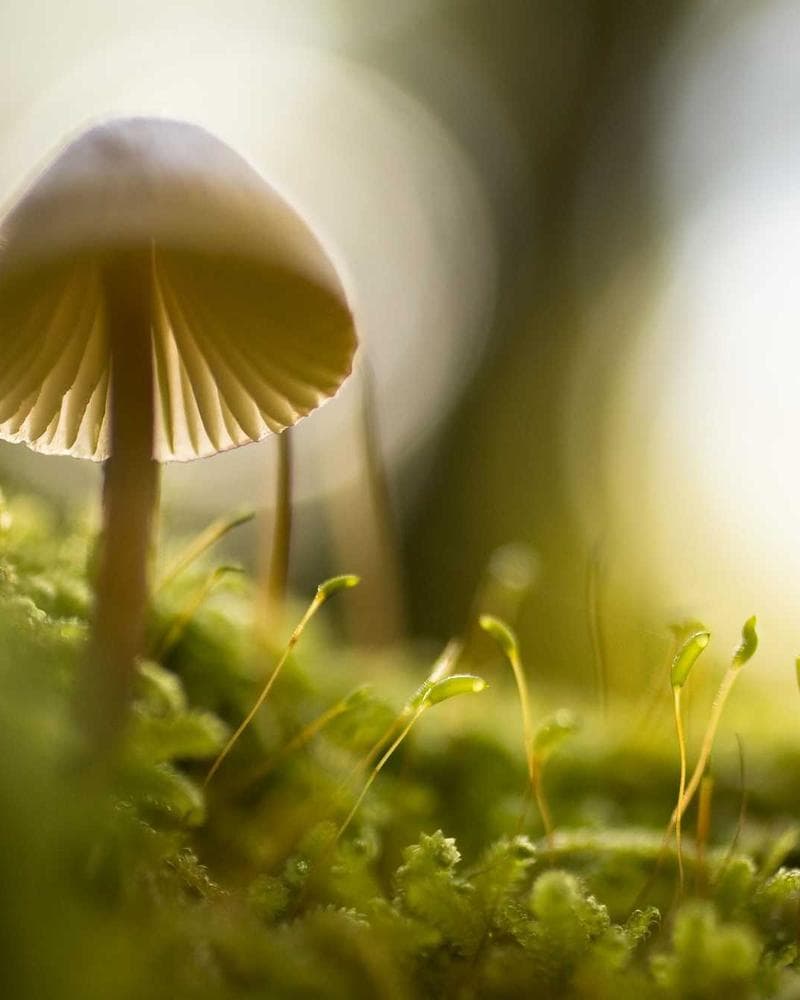 Modern Tropical Villa Detail 1