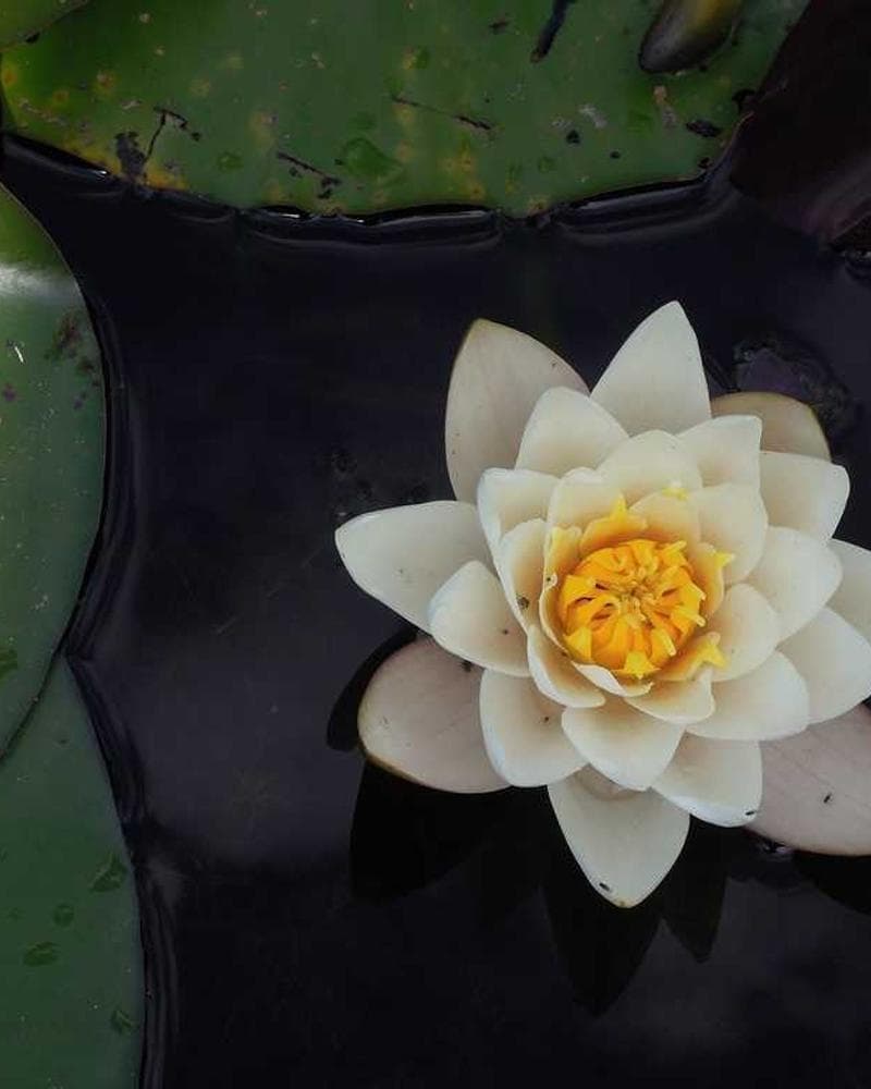 Modern Tropical Villa Detail 1